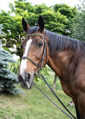Close-up of bridled horse's head, side view. Equestrian sport. Horseback riding school background