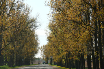 Solar spring morning. A fragment of the asphalted road. High old a poplars grow along the road. Trees are decorated with young bright foliage.