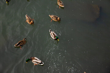 Ducks floating and looking for food in the winter river in a natural habitat, top view