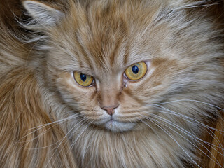 Luxurious Persian cat with thick long fur and expressive large eyes.