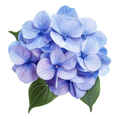 Delicate Light Blue Hydrangea Bouquet Nature Beauty Floral Design