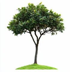 Lush Green Tree with Thick Foliage and Exuberant Canopy Isolated on White Background for Nature-Themed Projects