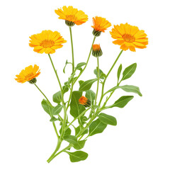 Bright yellow flowers with green leaves, showcasing natural beauty in a garden