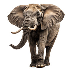 Fototapeta premium Majestic African Elephant, Close-up Portrait, Isolated on Transparent Background