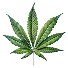 Detailed Close-up of a Vibrant Green Cannabis Leaf, Isolated on Transparent Background
