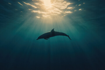 Fototapeta premium A dolphin is swimming in the ocean with the sun shining on it