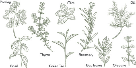 Herbs and spices set collection aromatic plants cooking ingredients