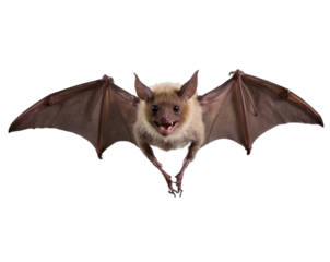 Captivating Studio Shot of a Pallid Bat in Flight Displaying Impressive Wingspan and Striking Facial Details against a Clean Canvas Showcasing Wildlife Beauty
