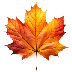 Obraz premium Vibrant Autumn Maple Leaf isolated on transparent background. Bright Fall Maple Leaf. Colorful Autumn Maple Leaf. 