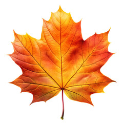 Obraz premium Vibrant Autumn Maple Leaf isolated on transparent background. Bright Fall Maple Leaf. Colorful Autumn Maple Leaf. 