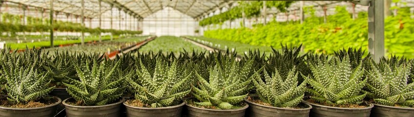 Pots with Aloe aristata are displayed in a row for sale in front of a glass greenhouse in the garden center. Wide banner