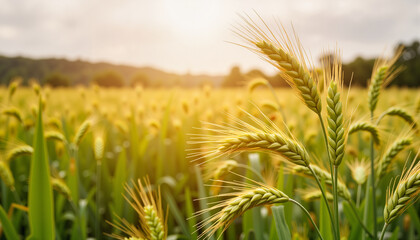 Obraz premium Golden wheat swaying in spring rain under overcast sky, nature's bounty