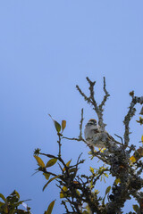 Chipping Sparrow Perched in Canopy