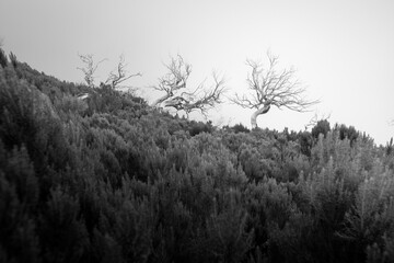 madera  © Sieku Photo