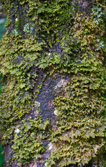 green moss on the tree textured