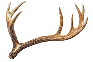 A detailed, close-up view of a deer antler showcasing its intricate texture and natural beauty against a plain background.