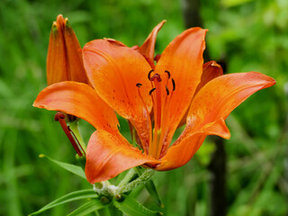 Feuerlilie mit KI erstellt