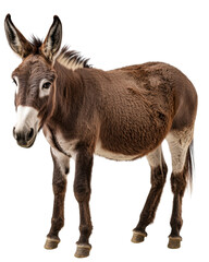 Obraz premium Dark brown donkey standing on transparent background