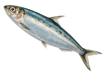  Sardine isolated on a transparent background.