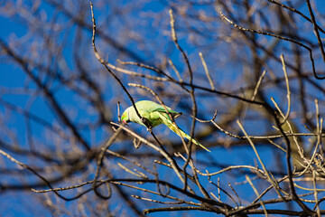 Yellow parrot on branch in winter