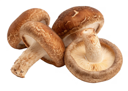 Shiitake Mushrooms isolated on a transparent background.