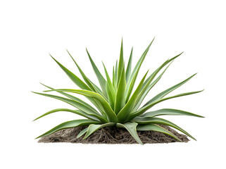 Yucca tree plant isolated on white or transparent background