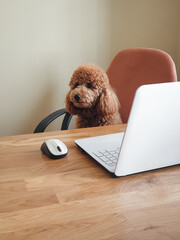 Poodle sitting in office chair and working on white laptop. On the Internet, nobody knows you're a dog: dog behind opened laptop on the desk.