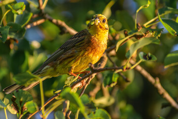 robin on branch