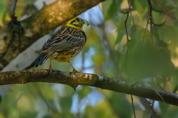 Yellowhammer with a breakfast