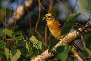 Yellowhammer on the birch tree