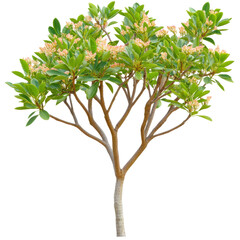Obraz premium Vibrant flowering tree with lush green leaves, set against a clear blue sky