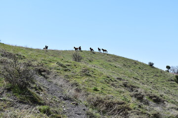 Picturesque mountain landscape with horses grazing against the backdrop of majestic peaks. Summer...