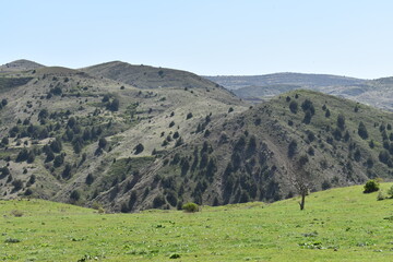 Picturesque landscape with green hills and mountain slopes covered with rare trees. Bright blue sky...
