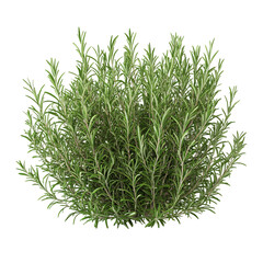 Bush of Rosemary Isolated on Transparent Background