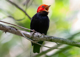 Red-headed bird singing
