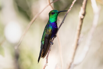 Fototapeta premium Bright hummingbird