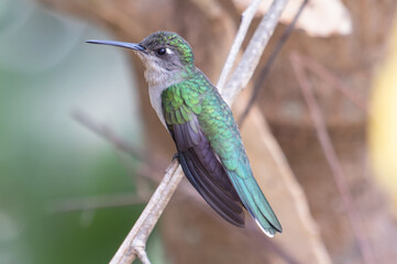 hummingbird on a branch