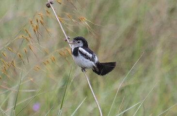 bird on a grass
