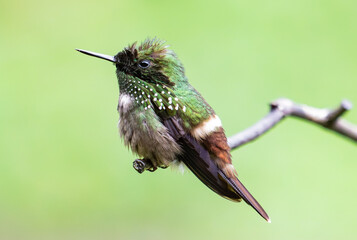 beautiful hummingbird