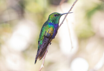 hummingbird