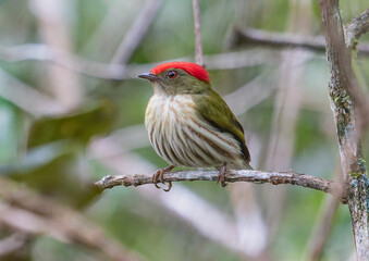 tropical bird
