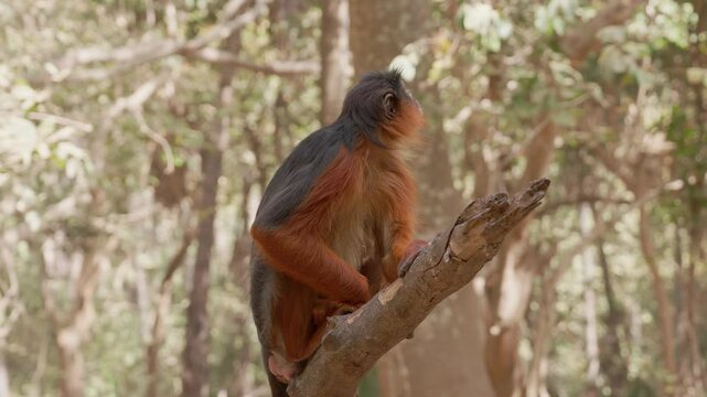 Red monkey on a tree