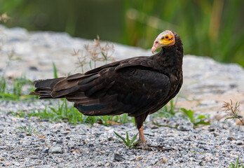 vulture