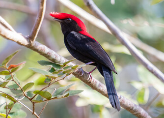 beautiful crested bird