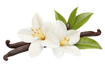 Close up of a flower with a leaf and a vanilla bean, isolated