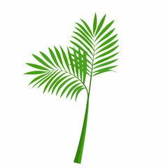 Two Green Palm Fronds on a Stem. vector image