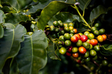 Close up café, com folhas verdes e frutos maduros e verdes