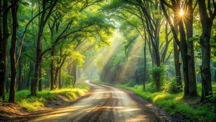 Obraz premium Sunlit Path Winding Through a Lush Green Forest Canopy