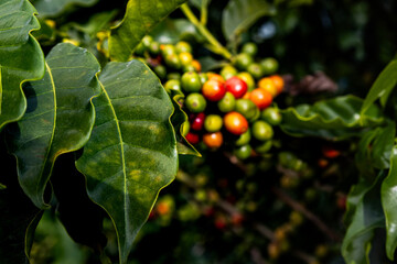 Close up café, com folhas verdes e frutos maduros e verdes