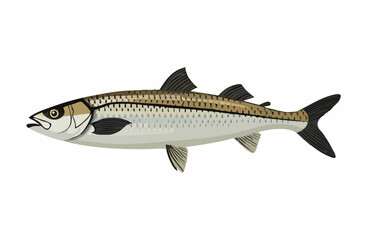 Detailed illustration of a fish species. vector image
